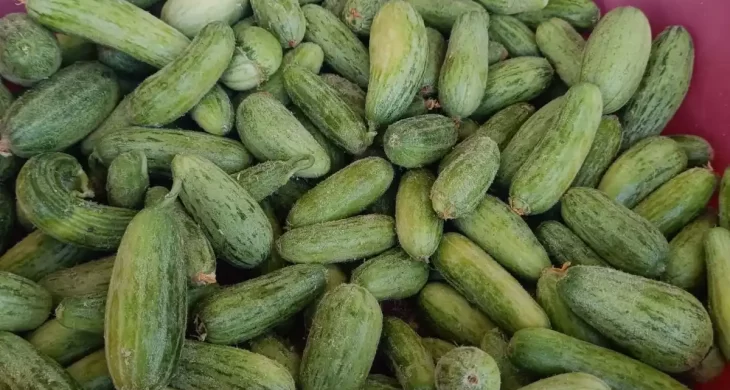 Kilis Mutfağının vazgeçilmez lezzeti: Tüylü acur