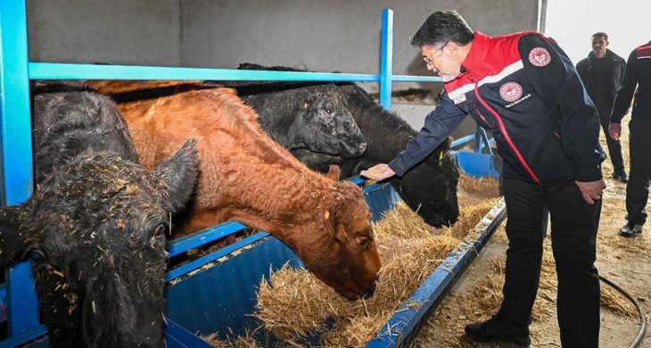 Kırmızı et üretimini artıracak proje sonuç vermeye başladı