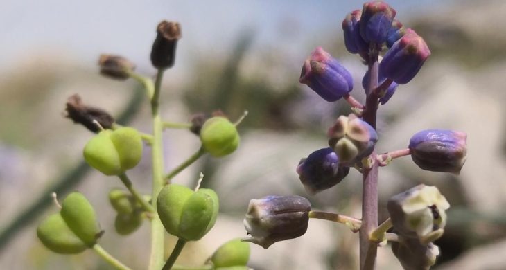 Toros Dağları’nda keşfedilen “Konya Sümbülü” bilim dünyasına tanıtıldı