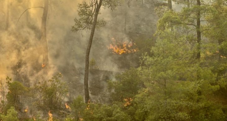 Çanakkale Ezine’de orman yangınına müdahale sürüyor