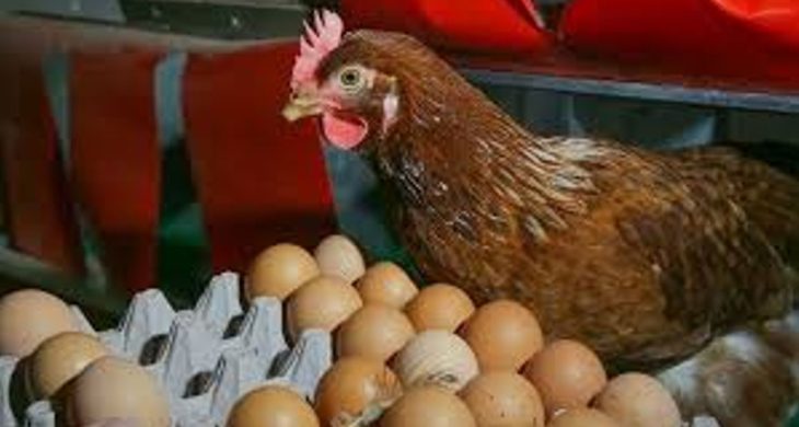 Kümes hayvancılığı üretimi temmuz 2025: Tavuk eti üretiminde artış, yumurtada düşüş sürüyor