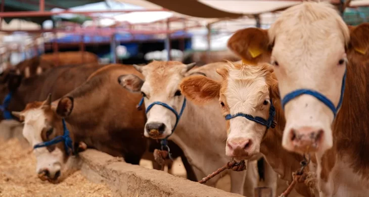 Kurban Bayramı tatili 9 güne çıkarıldı