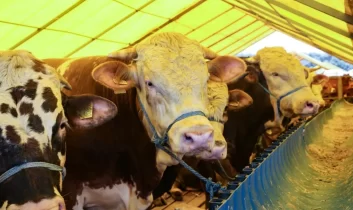 Kurban Bayramı’nda 3,3 milyon kurbanlık kesilmesi bekleniyor