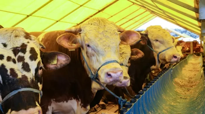Kurban Bayramı’nda 3,3 milyon kurbanlık kesilmesi bekleniyor