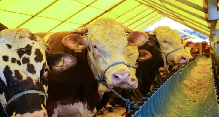 Kurban Bayramı’nda 3,3 milyon kurbanlık kesilmesi bekleniyor