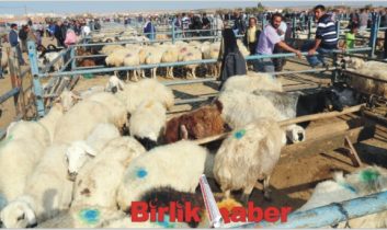 Kurban Kesim Yerleri Belli Oldu