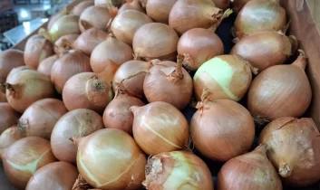 Kuru soğan ihracatı yıla hızlı başladı