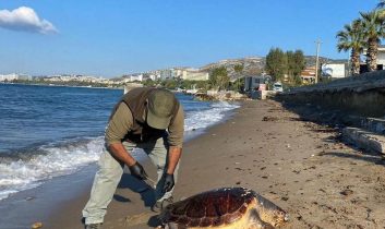Kuşadası’nda 3 deniz kaplumbağası ölü bulundu