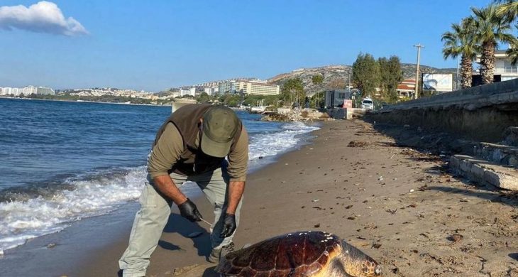 Kuşadası’nda 3 deniz kaplumbağası ölü bulundu