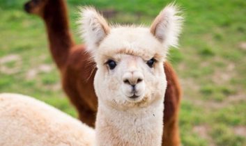 Fransa’dan şizofreni tedavisinde umut ışığı: Lamalar yardımcı olabilir