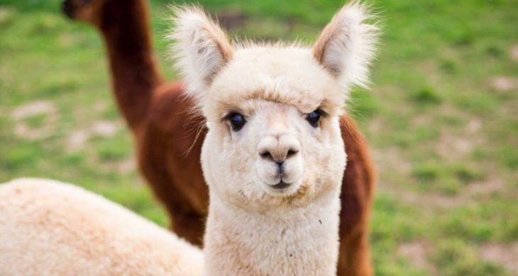 Fransa’dan şizofreni tedavisinde umut ışığı: Lamalar yardımcı olabilir