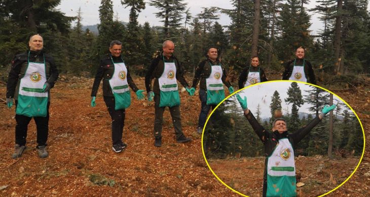 Sedir için seferberlik: 42 hektar alanda ekim