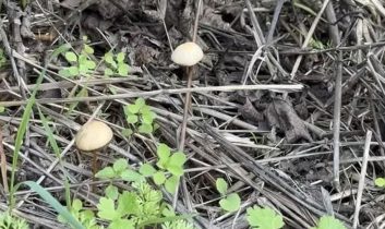 Yenilebilir sanılan her 3 mantardan 1’i hastanelik edebilir