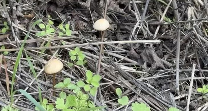 Yenilebilir sanılan her 3 mantardan 1’i hastanelik edebilir