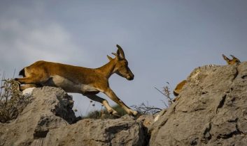Antalya’da yaban keçisi avcılığına rekor ceza!
