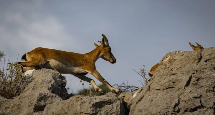 Antalya’da yaban keçisi avcılığına rekor ceza!