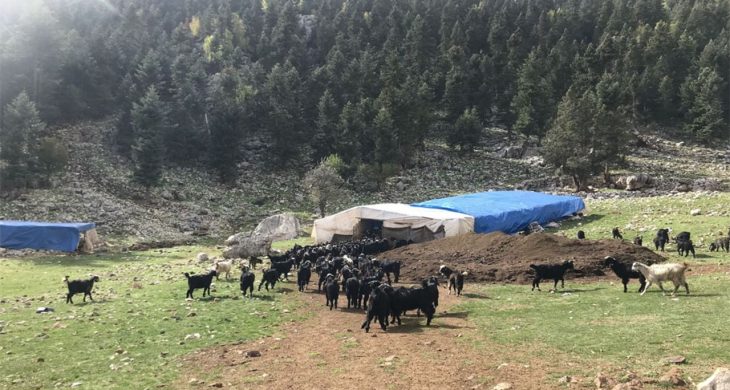 Havalar soğudu, yörüklerin dönüş yolculuğu başladı