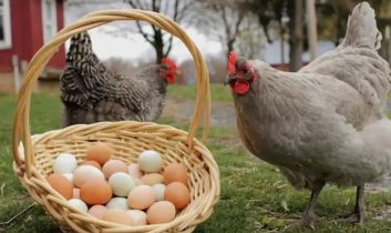 Tavuk eti üretimi artarken yumurta azaldı