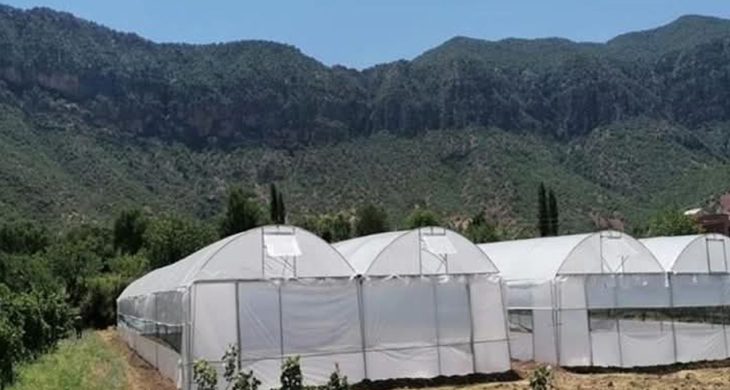 Seralarda yıkım hasat sonrasına ertelendi