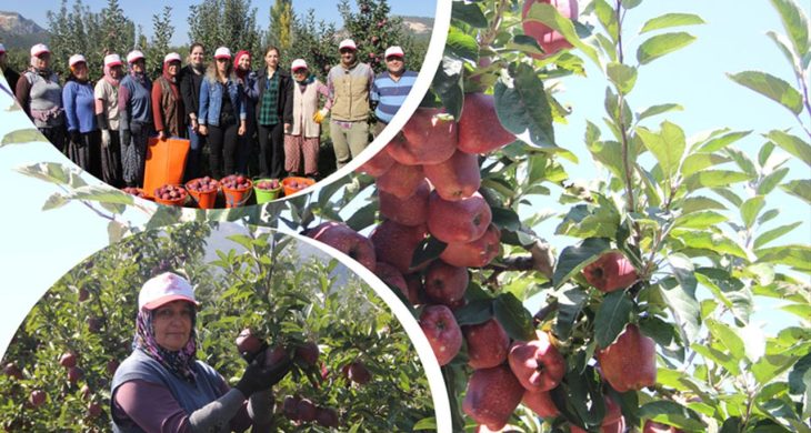 Isparta elması cep yakacak