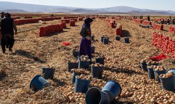 Karatay’da soğan hasadı başladı