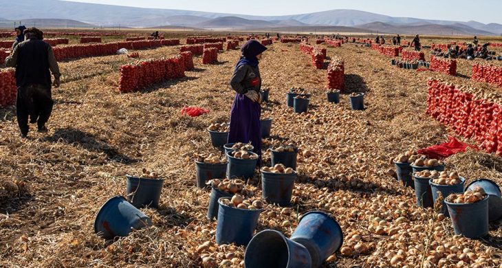 Karatay’da soğan hasadı başladı