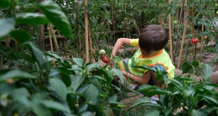 Lokomotif Çocuk Köyü’nde hasat sevinci