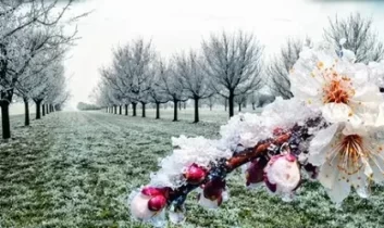 Malatya İl Tarım ve Orman Müdürlüğü’nden don uyarısı