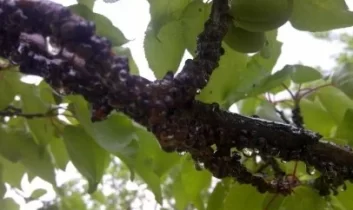 Malatya Valiliği’nden kayısı üreticilerine “Erik koşnili” uyarısı
