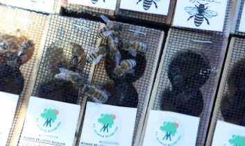 Mamak Belediyesi’nden 26 arıcıya kraliçe arı desteği