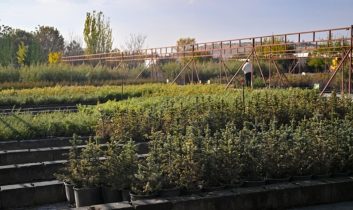 Milli Ağaçlandırma Günü’nde hedef 15 milyon fidanın sahiplenilmesi