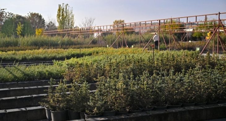 Milli Ağaçlandırma Günü’nde hedef 15 milyon fidanın sahiplenilmesi