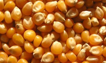 Türkiye’den mısır tohumunda 5 yıllık ihracat