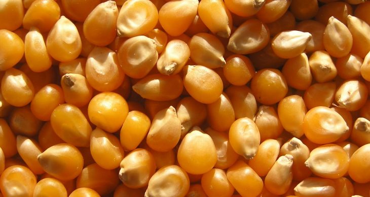 TMO, 2025 sezonu mısır alım fiyatını açıkladı