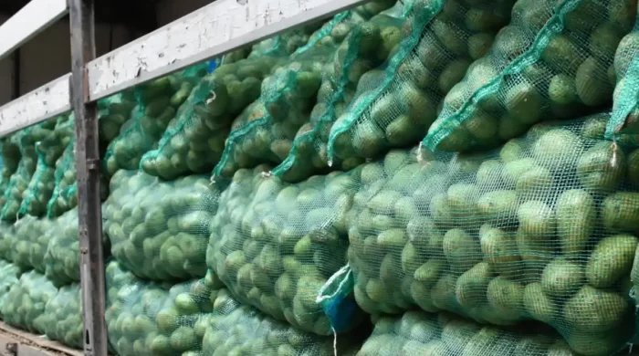 Nallıhan Belediyesi’nden üreticiye destek: Patetes tohumları toprakla buluşmaya hazır!