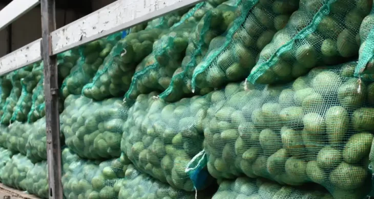 Nallıhan Belediyesi’nden üreticiye destek: Patetes tohumları toprakla buluşmaya hazır!