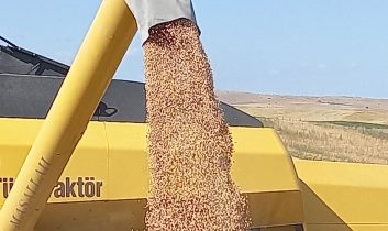 ABB Kırsal Hizmetler Daire başkanlığı % 50 hibeli nohut tohumu