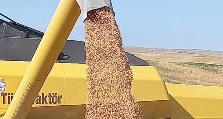 ABB Kırsal Hizmetler Daire başkanlığı % 50 hibeli nohut tohumu