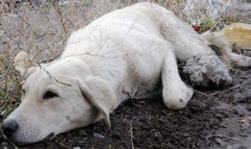 İnsanlık ölmemiş!