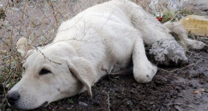 İnsanlık ölmemiş!