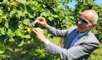 2025 Serbest Piyasa Fındık Fiyatını TMO Belirleyecek