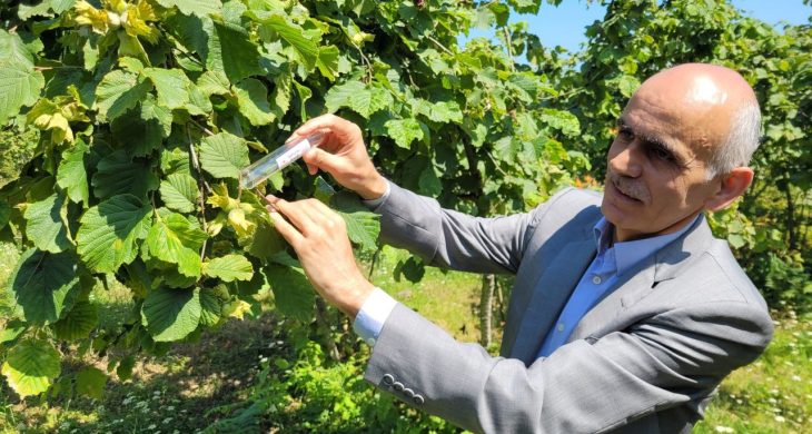 2025 Serbest Piyasa Fındık Fiyatını TMO Belirleyecek