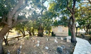 Onar Köyü’nde 700 Yıllık Sakız Ağacı İlgi Görüyor