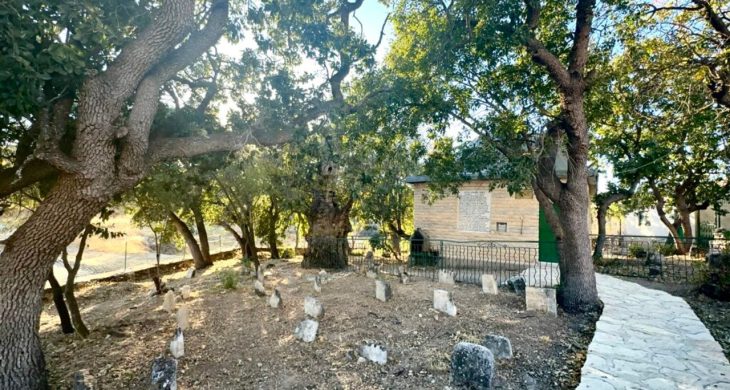 Onar Köyü’nde 700 Yıllık Sakız Ağacı İlgi Görüyor