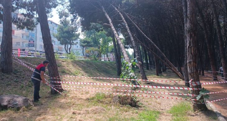 Can ve mal güvenliğini tehdit eden ağaçlara müdahale edilecek