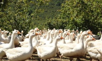 Ordu’da kaz yetiştiriciliği yaygınlaşıyor
