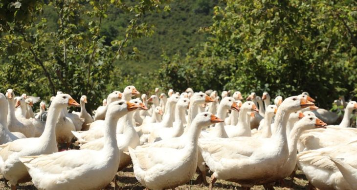 Ordu’da kaz yetiştiriciliği yaygınlaşıyor
