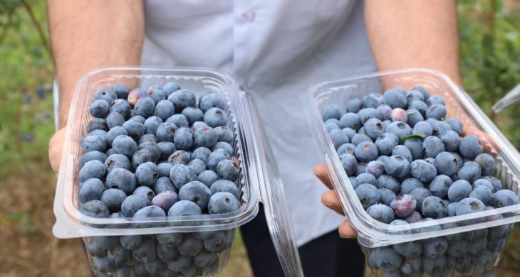 Ordu’nun mavi yemiş’i var