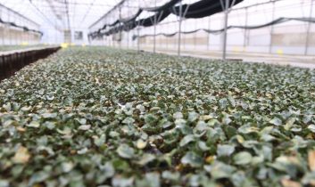 Kışlık fideler üretici ile buluşmak için gün sayıyor