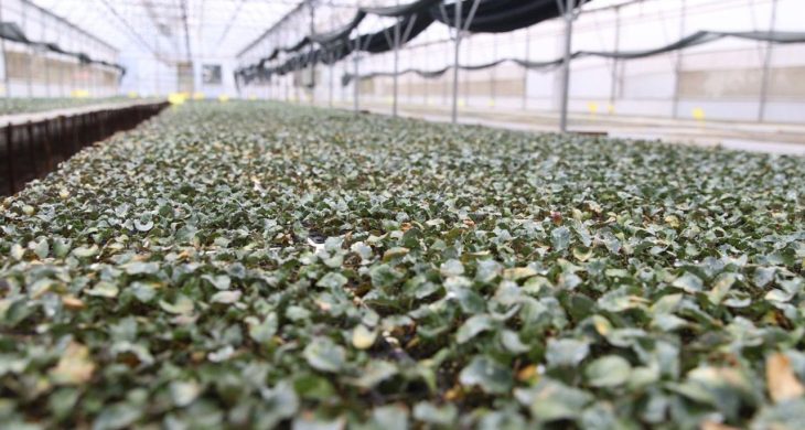 Kışlık fideler üretici ile buluşmak için gün sayıyor